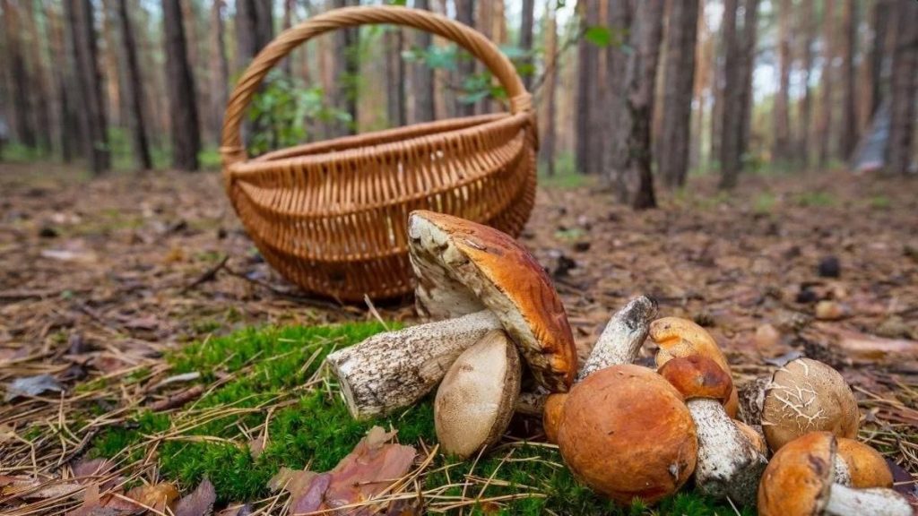 Грибні місця Київської області: де збирати гриби у 2025 році?