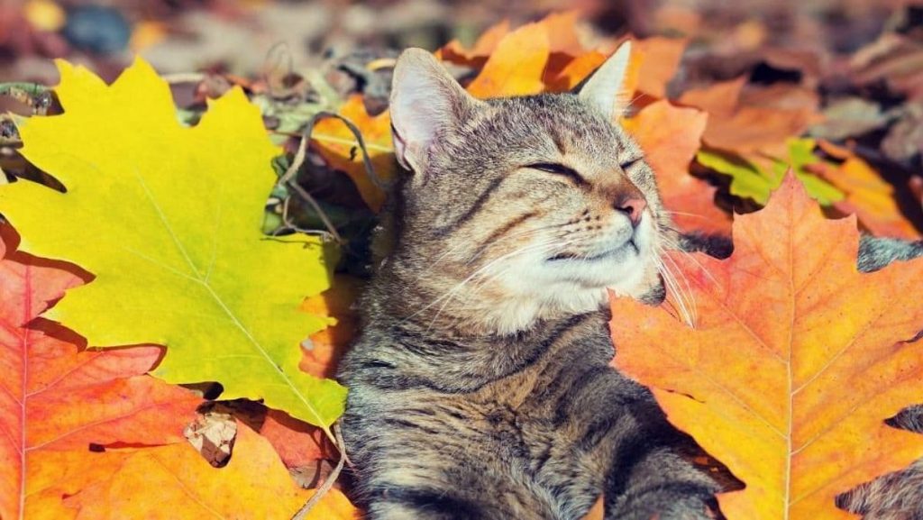 До +20 і без дощів: якою буде погода в Україні в кінці жовтня До +20 і без дощів: якою буде погода в Україні в кінці жовтня