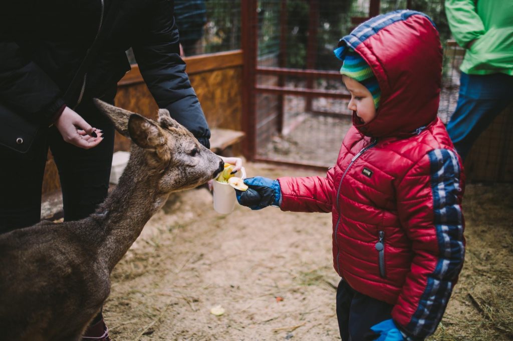 "Зимова країна" на ВДНГ 2025: ковзанка, резиденція Санти та розваги для родини — графік роботи та ціни