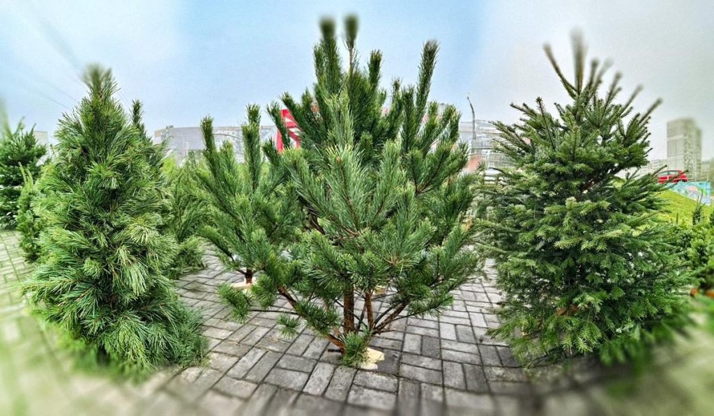 Скільки коштує жива ялинка в Україні у 2025 році: актуальні ціни та поради