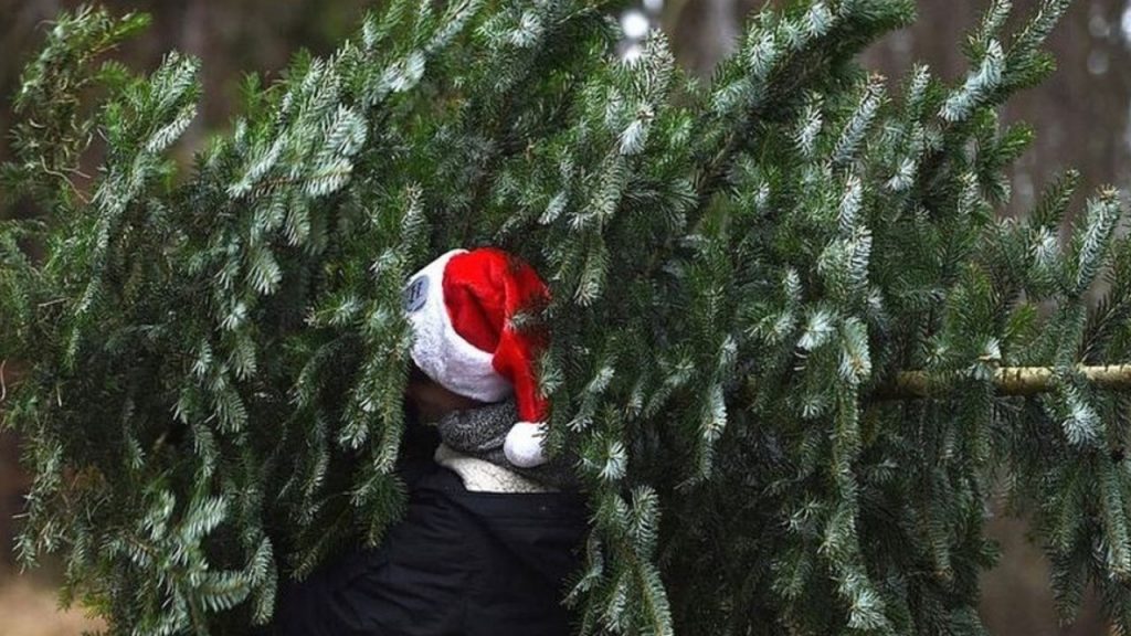 Скільки коштують новорічні ялинки в Києві у 2025 році: актуальні ціни Скільки коштують новорічні ялинки в Києві у 2025 році: актуальні ціни