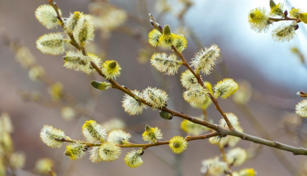 Погода в Україні на 28–29 березня: де буде +18 і де вдарить похолодання