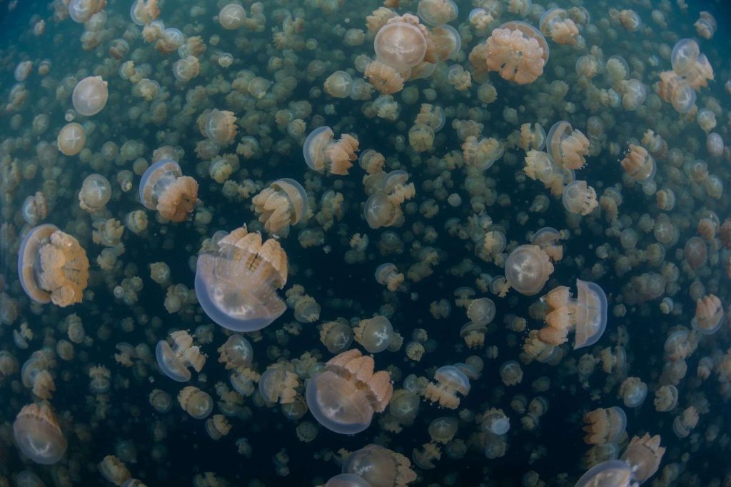 Найдивніше озеро у світі: де знаходиться і чим воно вражає туристів