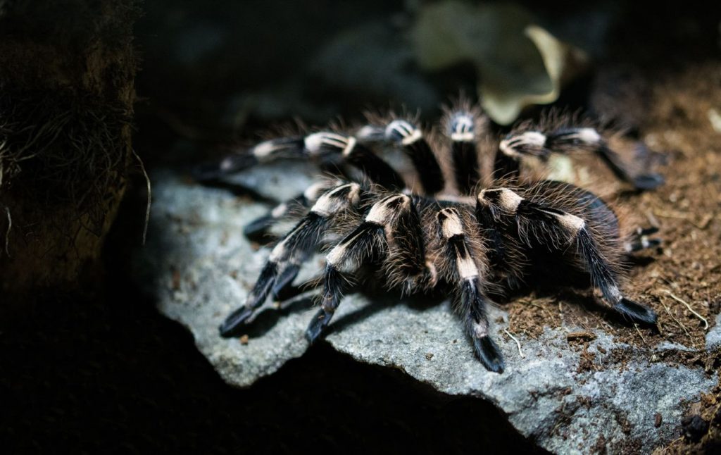 Павуки-гіганти в Україні: звідки взялися тарантули, чи смертельний їх укус та що робити при укусі — інструкція