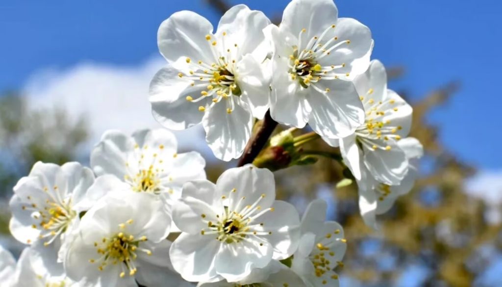 В Україну йде довгоочікуване потепління: якою буде погода на вихідних 2–3 травня і чого чекати наступного тижня